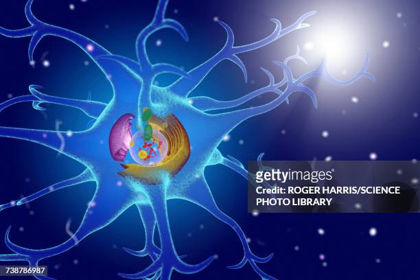 ilustraciones, imágenes clip art, dibujos animados e iconos de stock de nerve cell, illustration - mitocondria