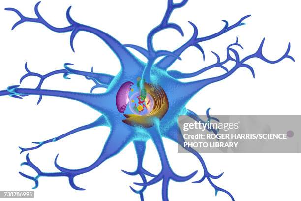 nerve cell, illustration - golgi complex stock illustrations