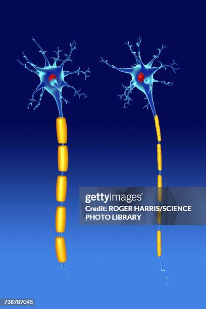 nerve cells, illustration - myelin sheath stock illustrations