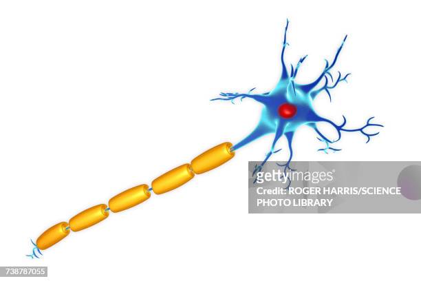 nerve cell, illustration - neural axon点のイラスト素材／クリップアート素材／マンガ素材／アイコン素材