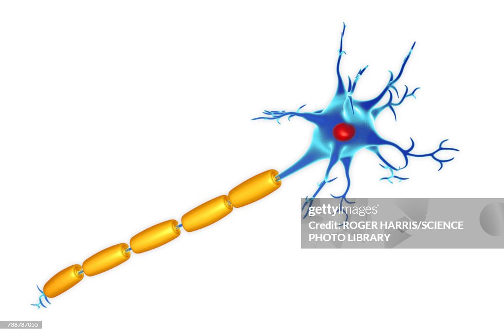 Nerve cell, illustration