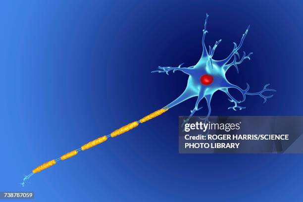 stockillustraties, clipart, cartoons en iconen met nerve cell, illustration - multiple sclerose