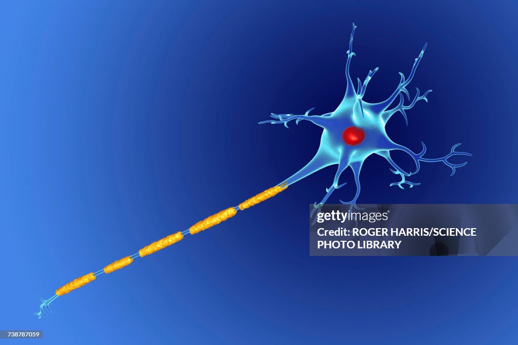 Nerve cell, illustration