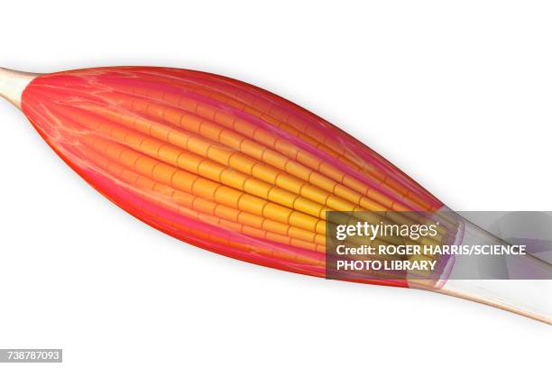 ilustraciones, imágenes clip art, dibujos animados e iconos de stock de skeletal muscle, illustration - músculo-humano