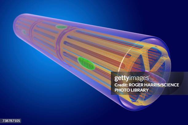 skeletal muscle, illustration - skelettmuskel stock-grafiken, -clipart, -cartoons und -symbole