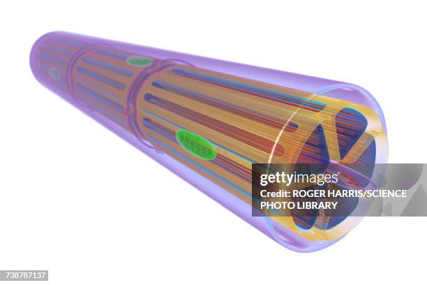 skeletal muscle, illustration - skelettmuskel stock-grafiken, -clipart, -cartoons und -symbole