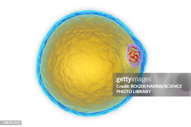 fat cell, illustration - adipose cell点のイラスト素材／クリップアート素材／マンガ素材／アイコン素材