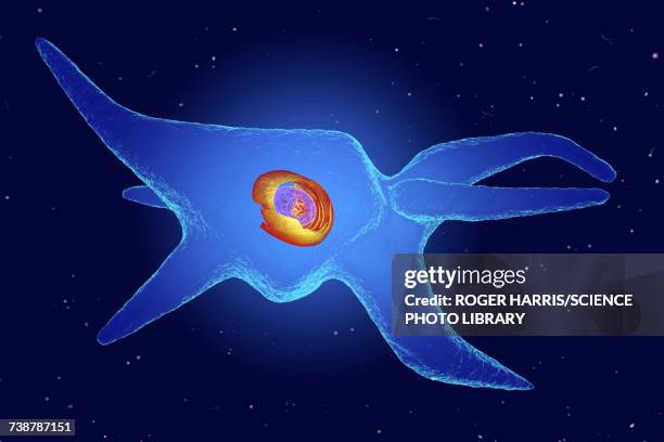 ilustrações de stock, clip art, desenhos animados e ícones de fibroblast, illustration - fibroblasto