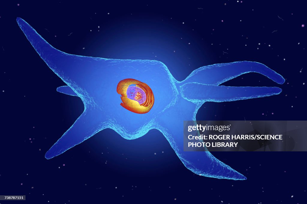 Fibroblast, illustration