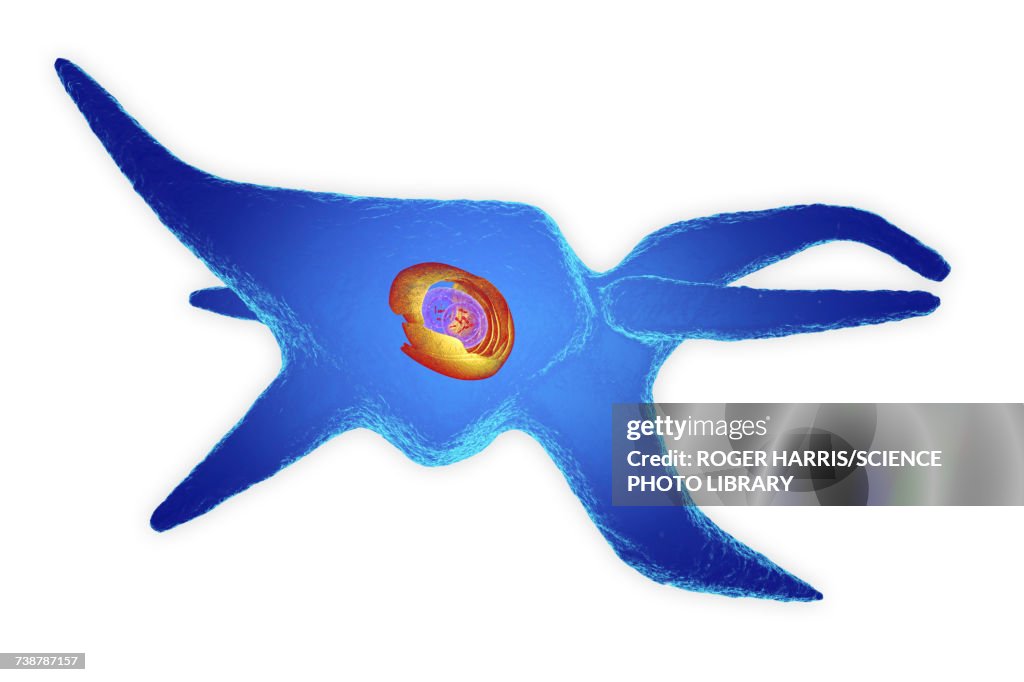 Fibroblast, illustration