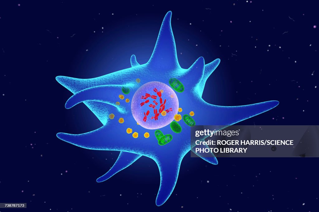Langerhans cell, illustration