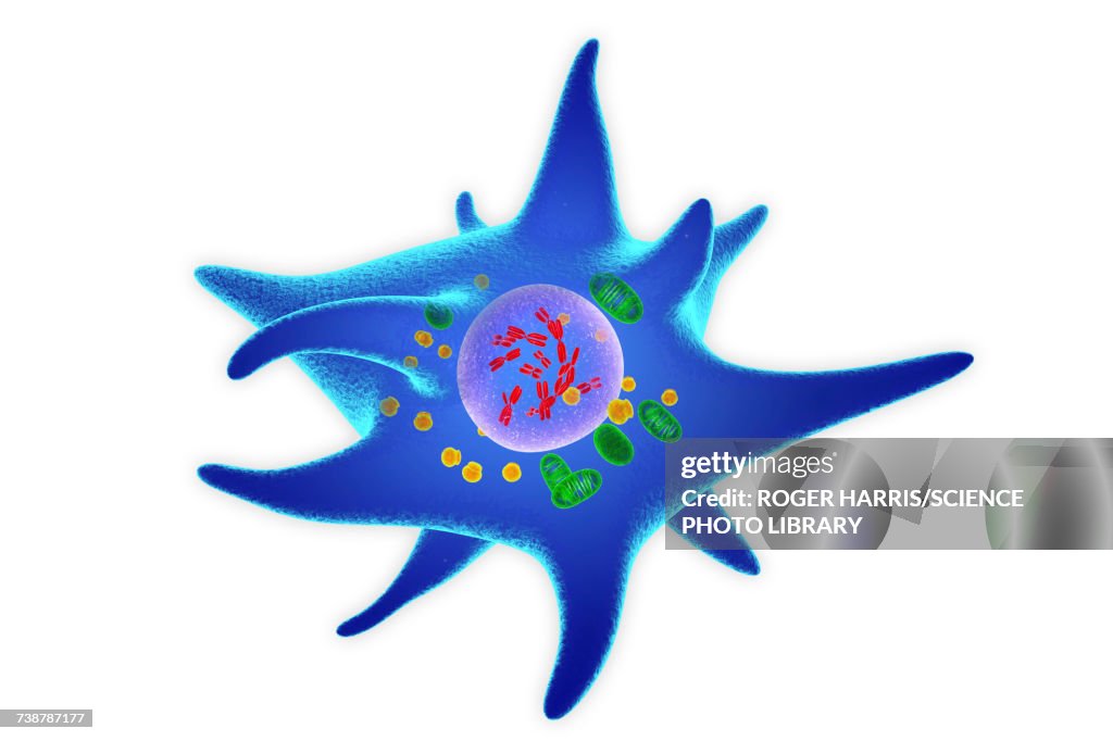 Langerhans cell, illustration