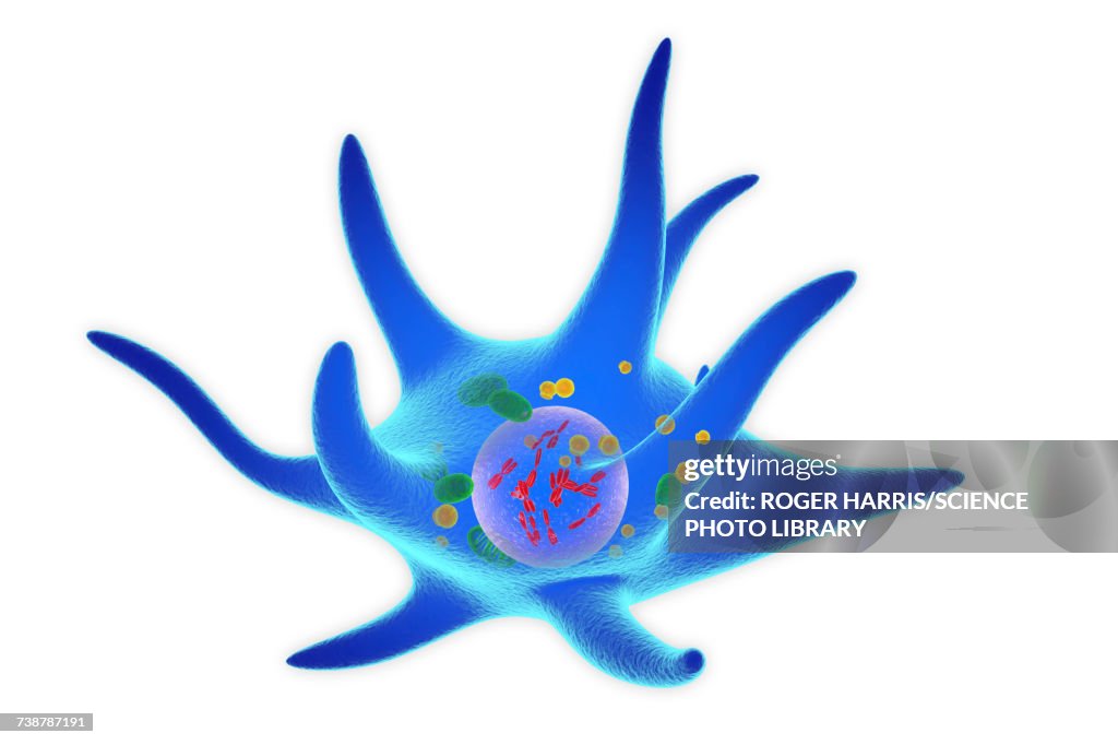 Merkel cell, illustration
