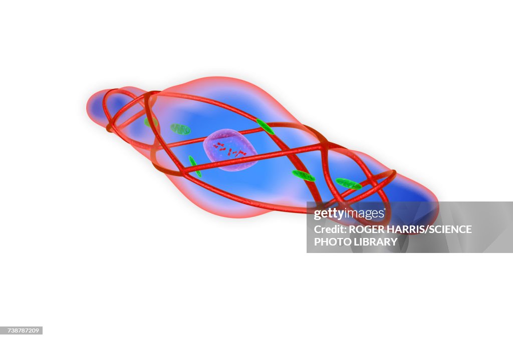 Contracted smooth muscle cell, illustration