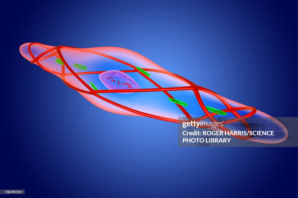 Relaxed smooth muscle cell, illustration