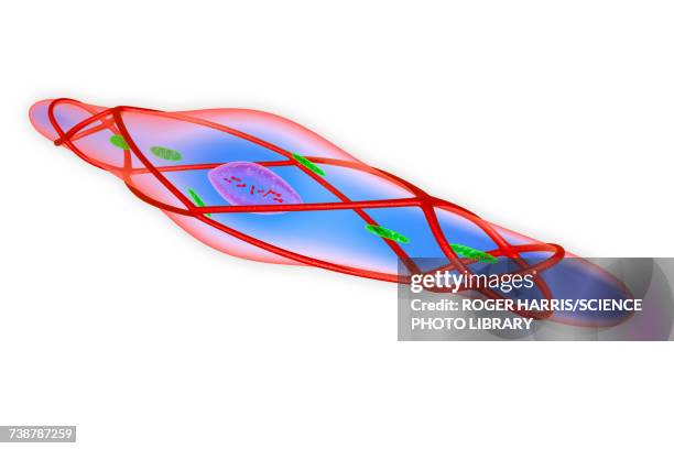 relaxed smooth muscle cell, illustration - smooth muscle stock illustrations
