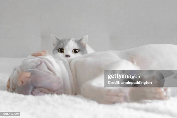 5,229 Funny Animals Sleeping Photos and Premium High Res Pictures - Getty Images 5,229 Funny Animals Sleeping Photos and Premium High Res Pictures - Getty Images