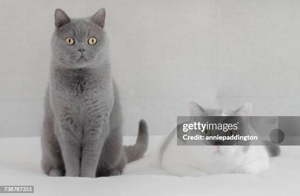 british blue cat and british shorthair cat sitting side by side - british shorthair cat stock pictures, royalty-free photos & images