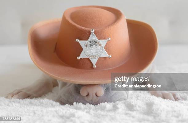 shar pei dog wearing a cowboy hat with a deputy sheriff badge - 保安官 ストックフォトと画像