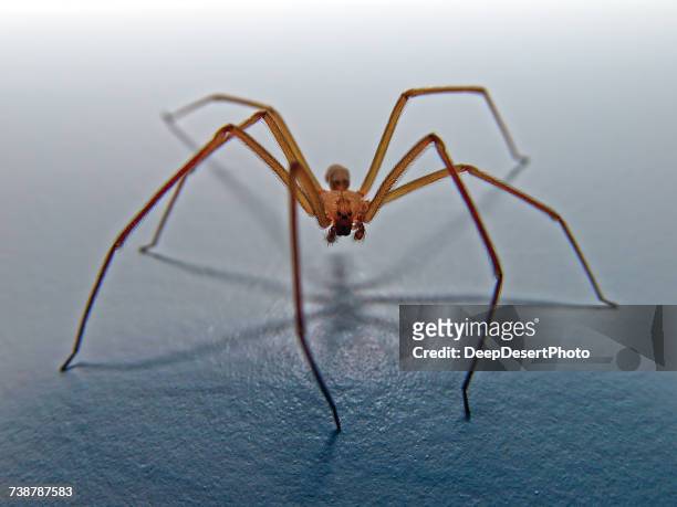brown recluse spider, arizona, america, usa - brown recluse spider - fotografias e filmes do acervo