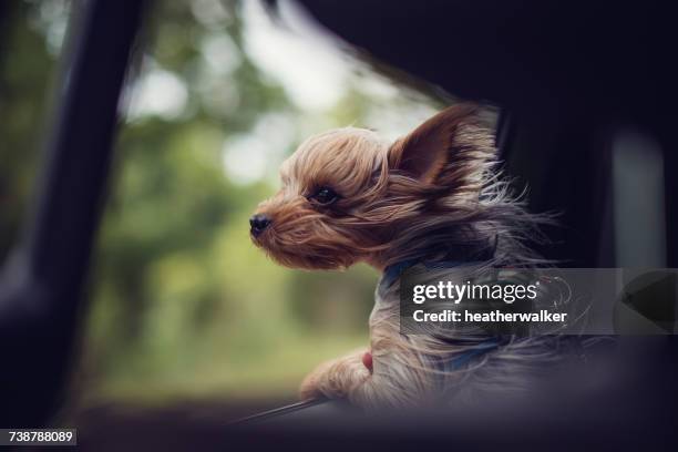 windswept yorkie puppy dog looking out of a car window - terrier du yorkshire photos et images de collection