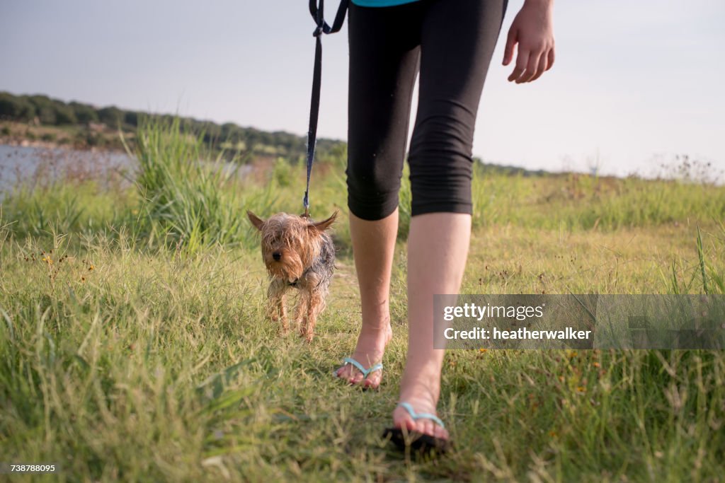 Girl walking a wet yorkie puppy dog, Texas, America, USA