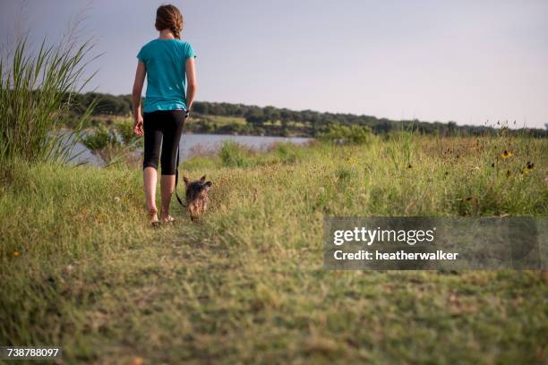 Girl Walking A Wet Yorkie Puppy Dog Texas America Usa High-Res Stock Photo