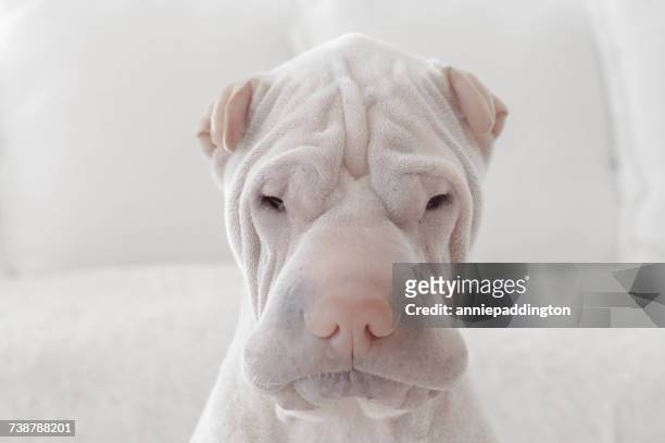 portrait of a shar-pei dog - shar pei foto e immagini stock