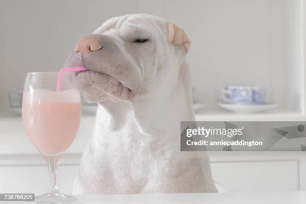 shar-pei dog drinking a milkshake through a straw - dog drinking stock-fotos und bilder