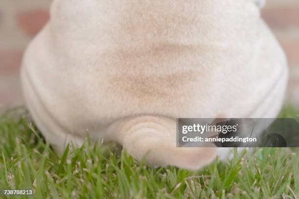 rear view of a shar-pei dog sitting on grass - dog shaking stock pictures, royalty-free photos & images