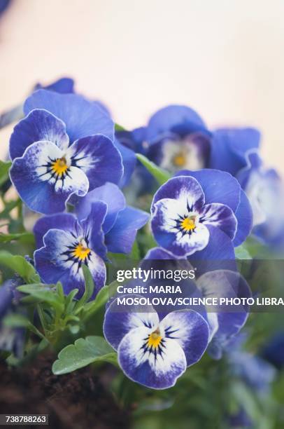 pansies (viola cornuta sorbet xp delft blue) - driekleurig viooltje stockfoto's en -beelden