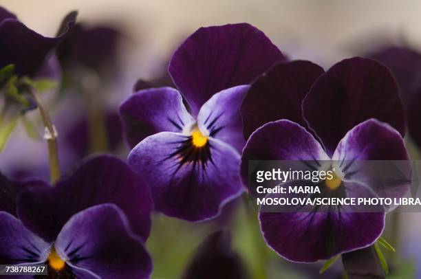 pansies (viola cornuta sorbet xp delft blue) - violales stock pictures, royalty-free photos & images