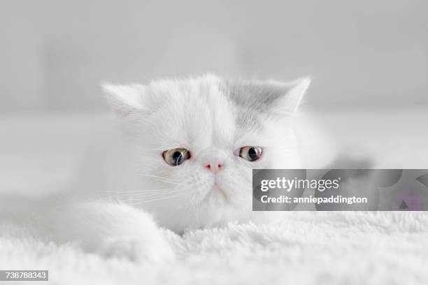 portrait of an exotic shorthair kitten - exotic shorthair cat stock-fotos und bilder