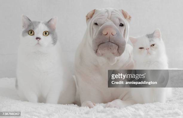 shar-pei dog sitting with a british shorthair cat and an exotic shorthair kitten - exotic shorthair cat stock-fotos und bilder