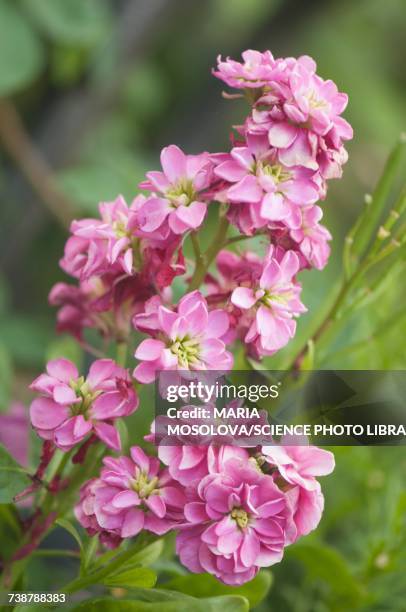 pink stock (matthiola incana) flowers - matthiola stock pictures, royalty-free photos & images