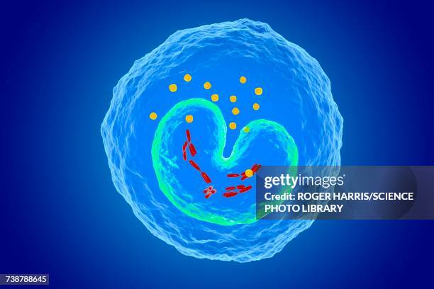 Monocyte Animation 283 Monocyte Stock Photos, High-Res Pictures, and Images - Getty Images