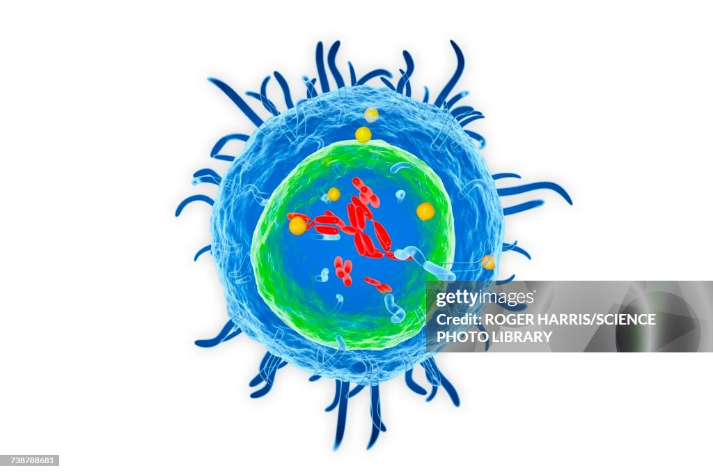T Lymphocyte, illustration
