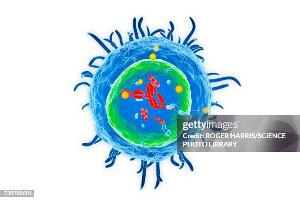 t lymphocyte, illustration - t cells stock illustrations