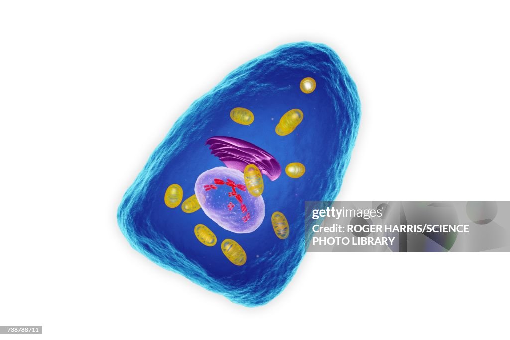 Osteoblast cell, illustration