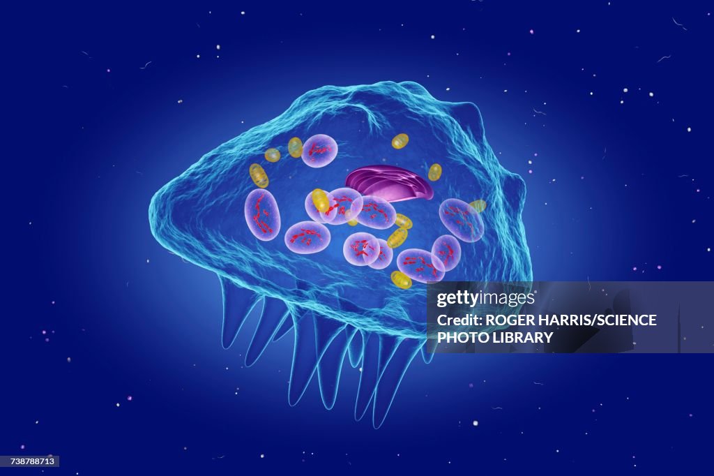Osteoclast cell, illustration