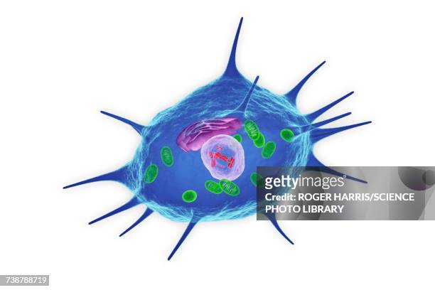 osteocyte cell, illustration - osteocyte stock illustrations
