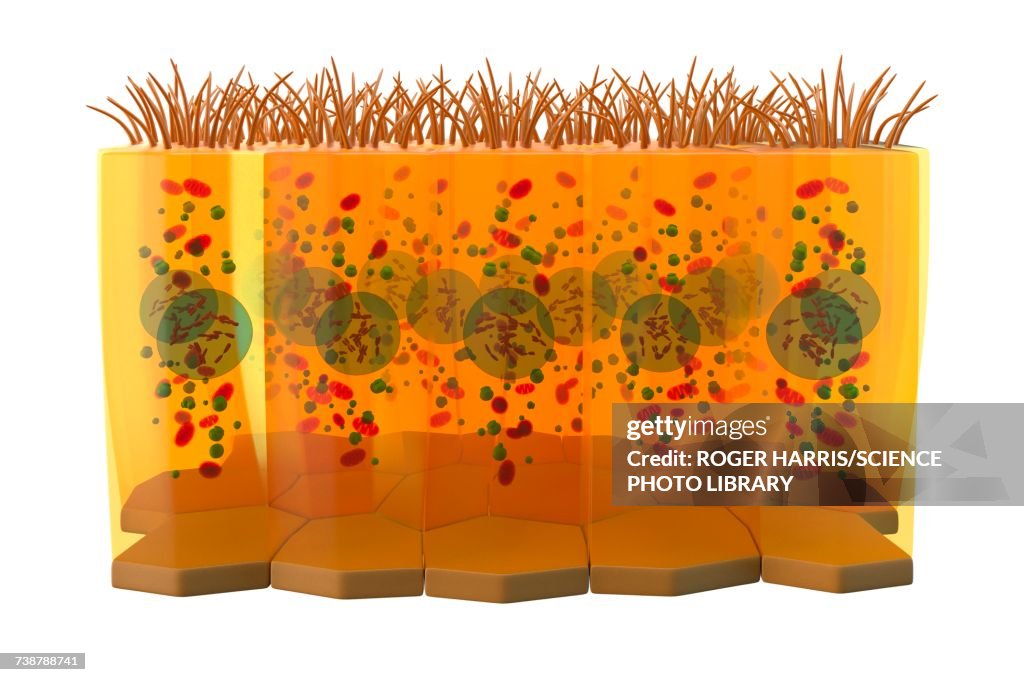Columnar epithelium, illustration