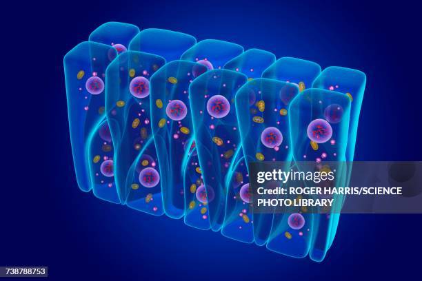 pseudostratified epithelium, illustration - mehrreihige epithel stock-grafiken, -clipart, -cartoons und -symbole