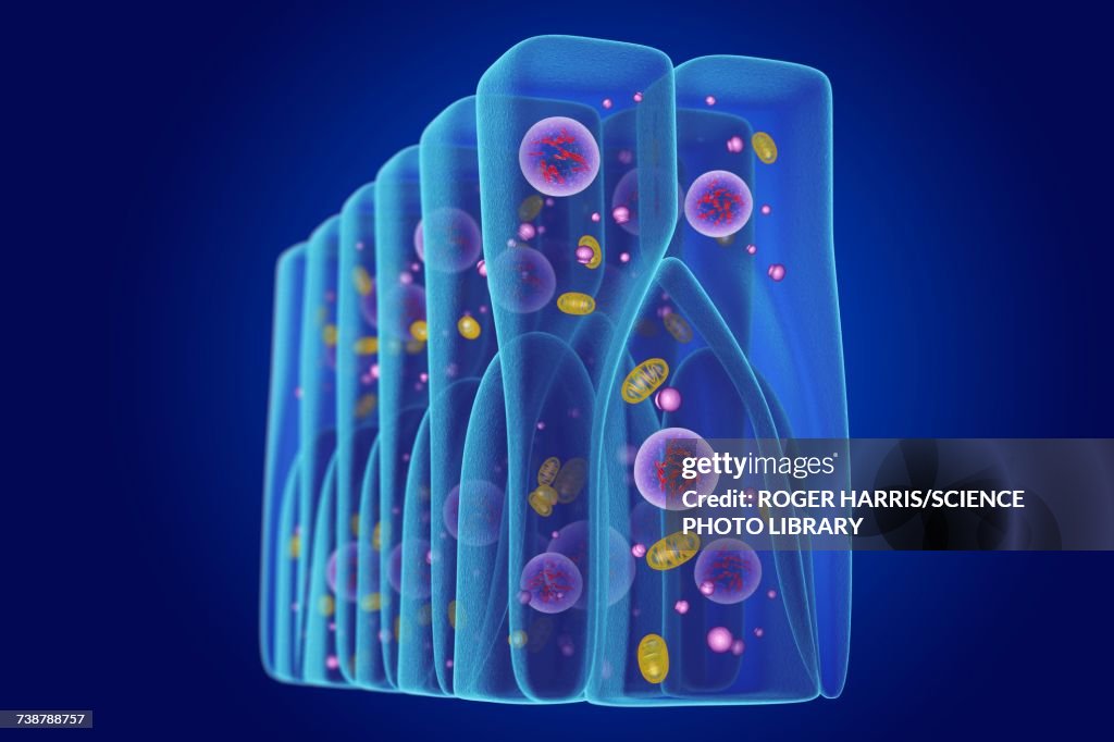 Pseudostratified epithelium, illustration