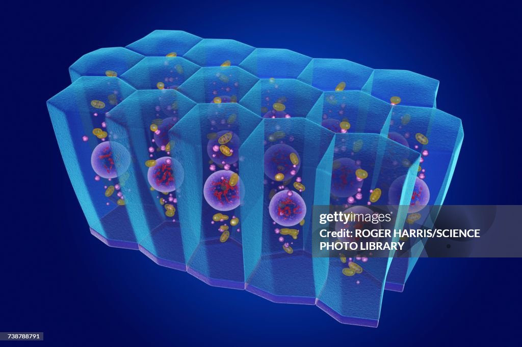 Simple columnar epithelium, illustration