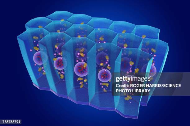 simple columnar epithelium, illustration - simple columnar epithelial cell stock illustrations