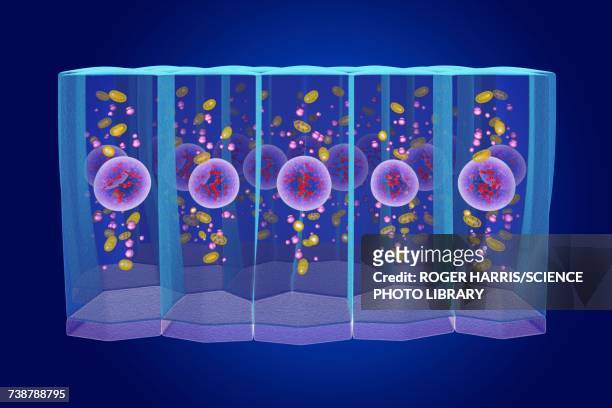 simple columnar epithelium, illustration - simple columnar epithelial cell点のイラスト素材／クリップアート素材／マンガ素材／アイコン素材