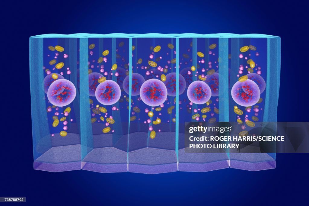 Simple columnar epithelium, illustration