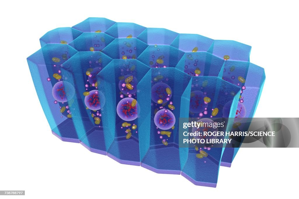 Simple columnar epithelium, illustration