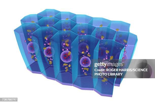 simple columnar epithelium, illustration - simple columnar epithelial cell stock illustrations